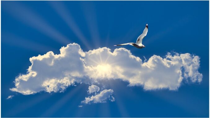 seagull-5339266_960_720