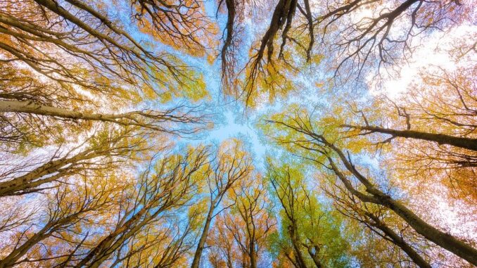 trees-5605176_960_720