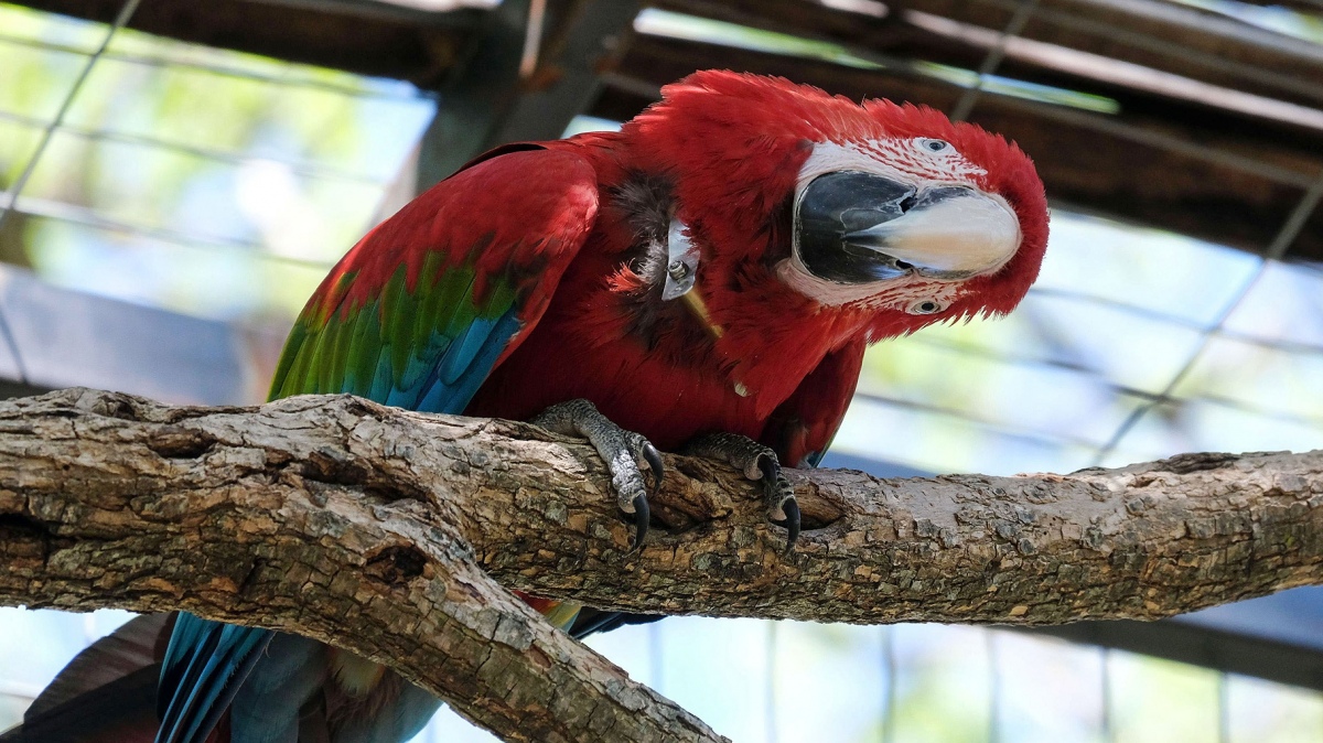 Extintos durante 150 años los guacamayos rojos comienzan a poblar el