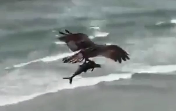 aguila-tiburon