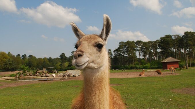 llama-55e3d7434a_1280