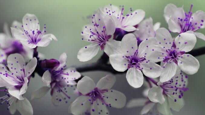 blossom-839594_960_720