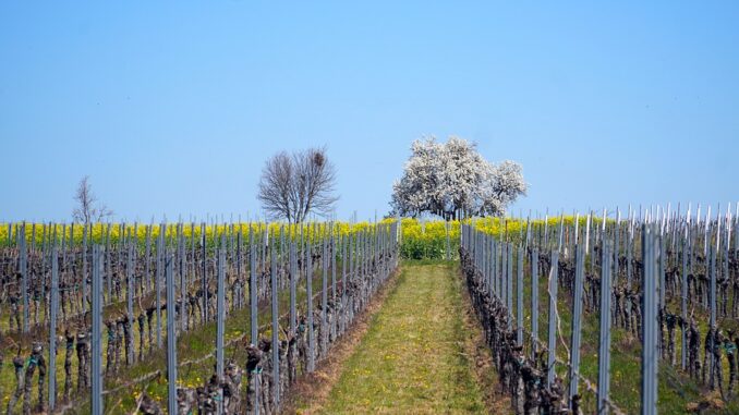 landscape-5008494_960_720
