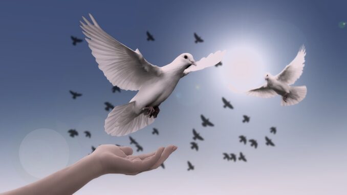 dove-3426187_960_720