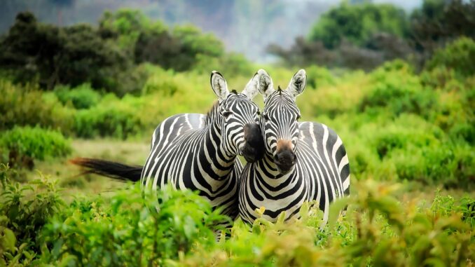 kenya-1883654_1280