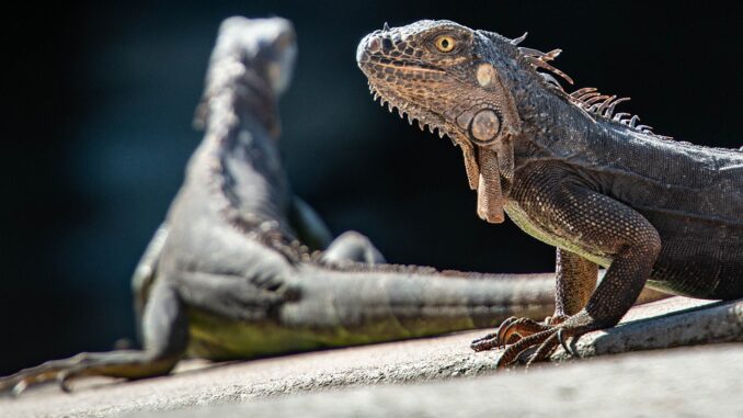 iguanas-5122093_960_720