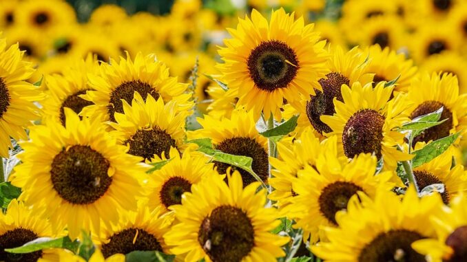 sunflower-3792914_960_720