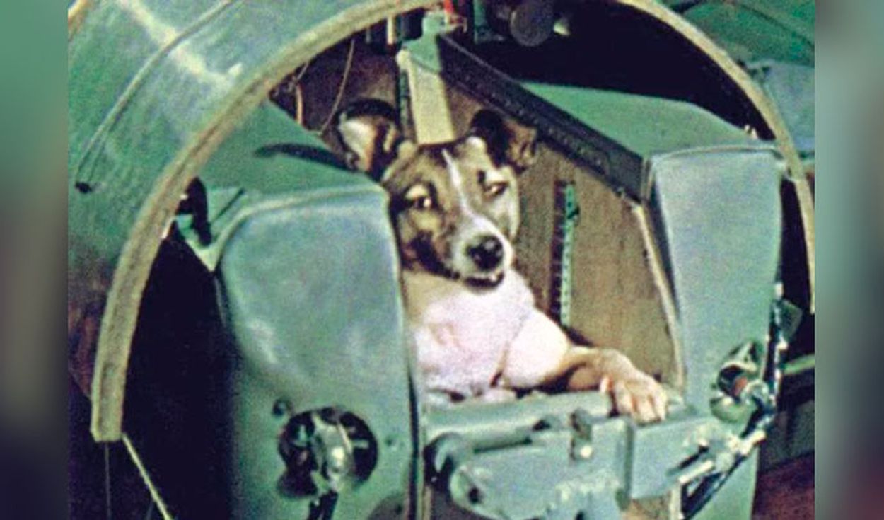 La Perra Sovi Tica Laika Que Fue Al Espacio Exterior En Provincia