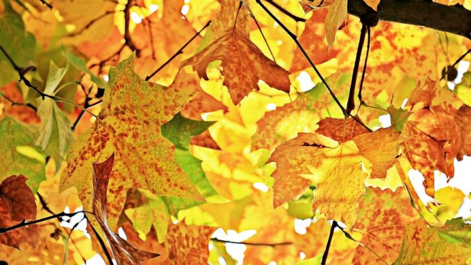 chestnut-leaves-1655915_960_720