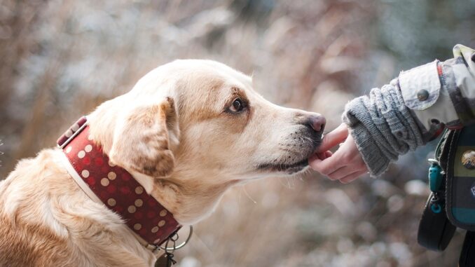 dog-1861839_960_720