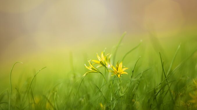 grass-3085457_960_720