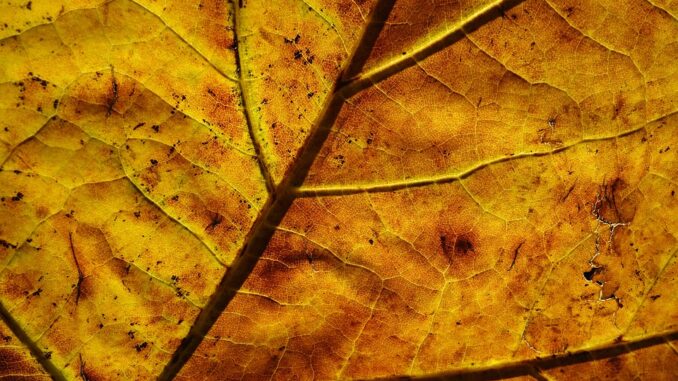 leaf-3755340_960_720