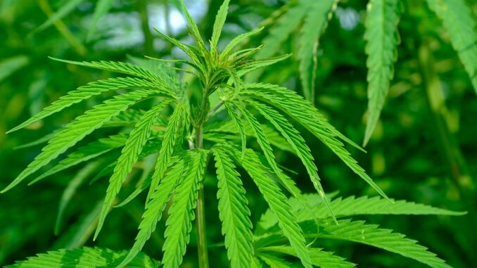 hemp-4354389_960_720
