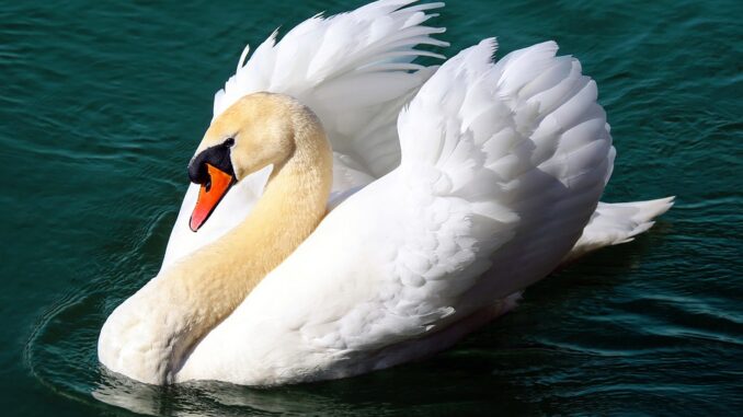 swan-2270980_960_720