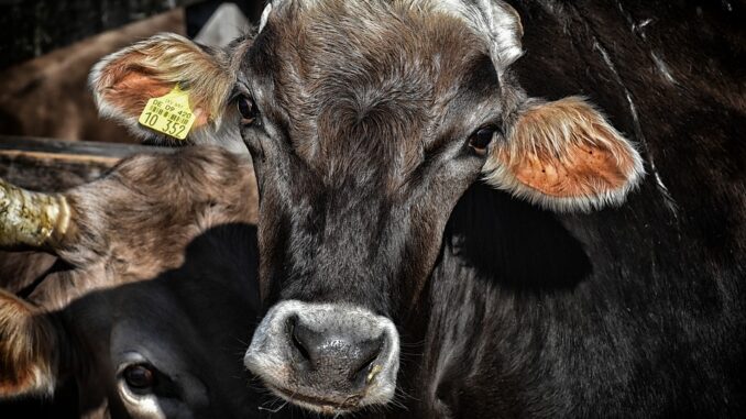 cows-3614642_960_720