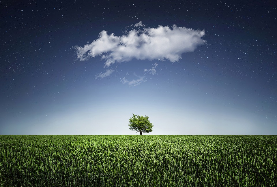 Antonio García Teijeiro: Mi árbol pequeño - En Provincia
