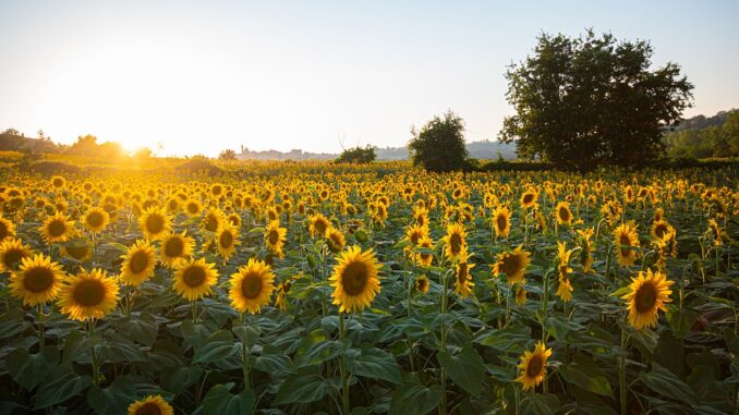 Fiesta nacional del girasol una celebración de homenaje a los colonos - En  provincia