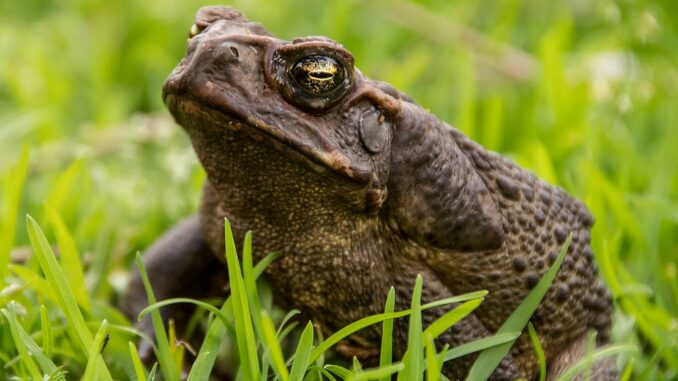 cane-toad-5537940_960_720