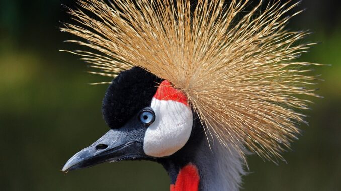 crane-4389916_960_720 (1)