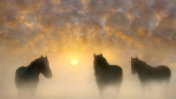 equines-5400385_960_720