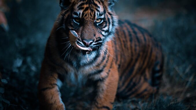 tiger-4923338_960_720