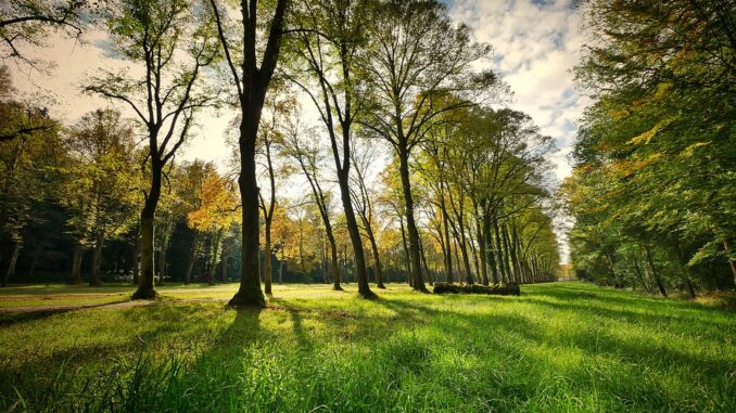trees-3076834_960_720