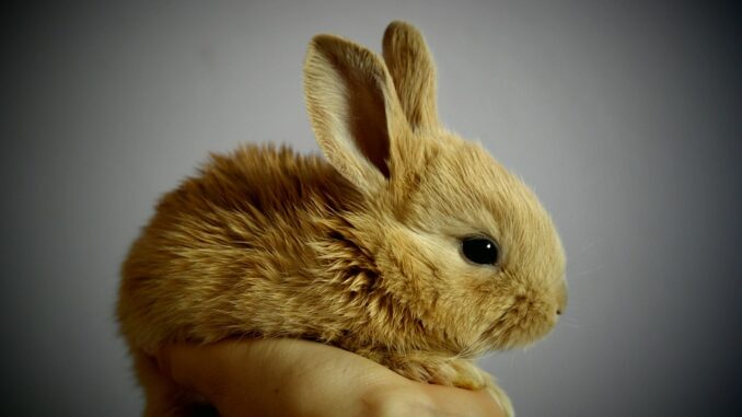 rabbit-373691_960_720