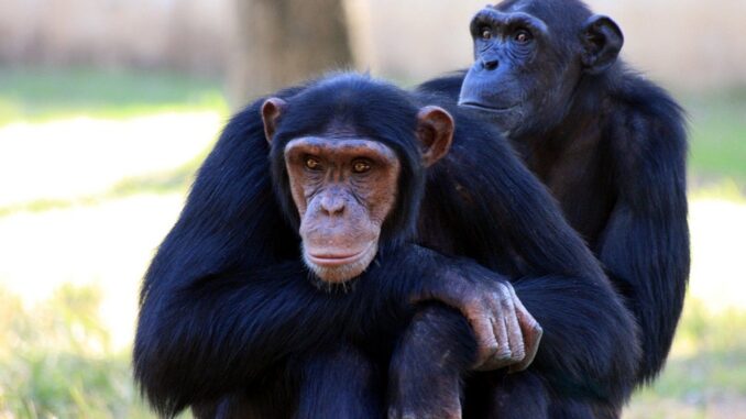 chimpanzee-88994_960_720