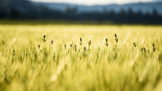 cornfield-5067210_960_720