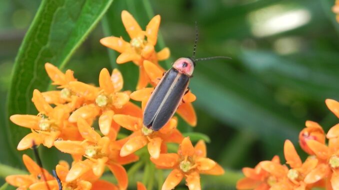 firefly-2466543_960_720