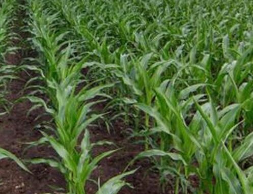 tecnicas-para-mejorar-la-produccion-en-el-campo_3