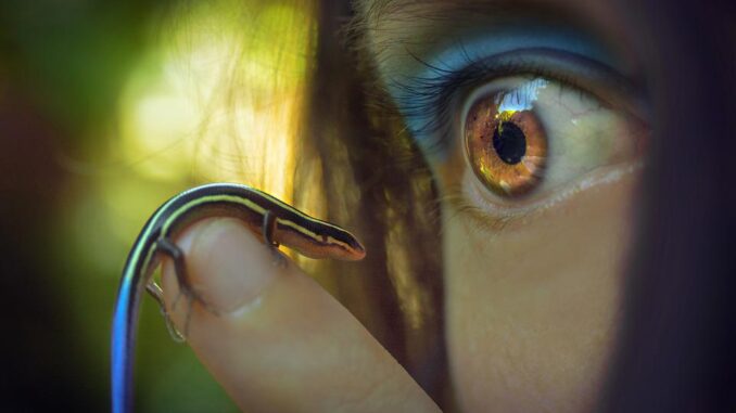western-skink-4397682_960_720