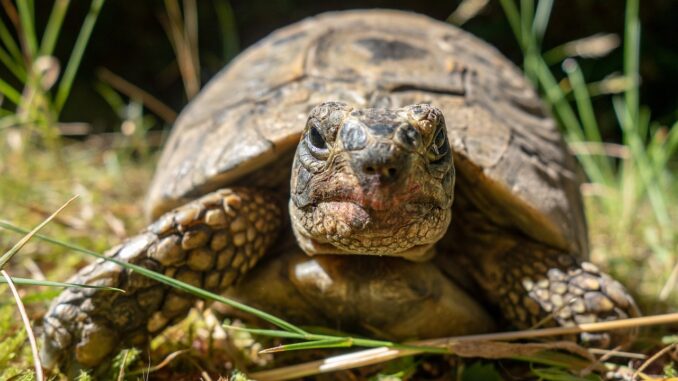 Tortuga