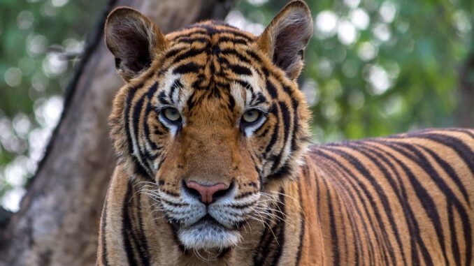 Tigres