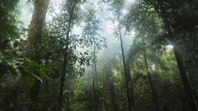 Selva Bosque