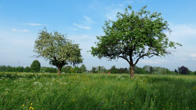 Árboles de Manzanas