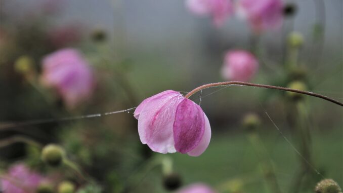 Flor