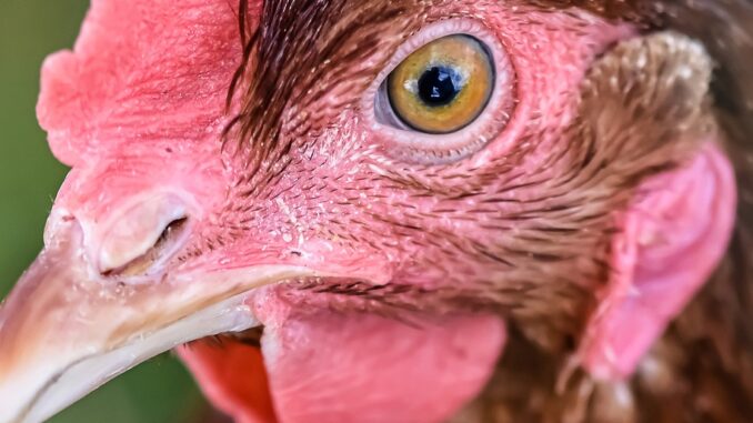 Pollo