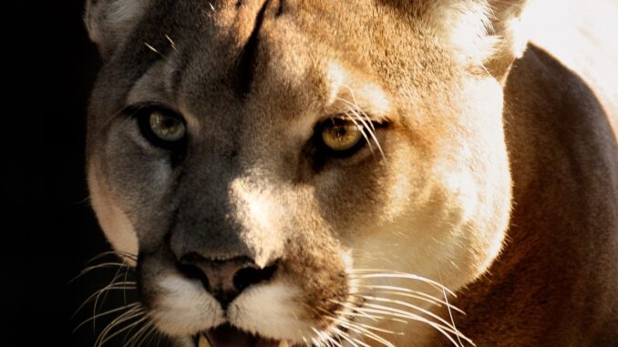 Puma