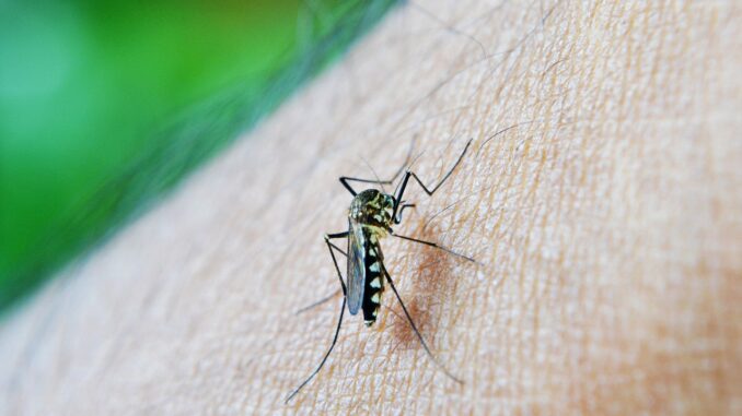 Mosquito dengue