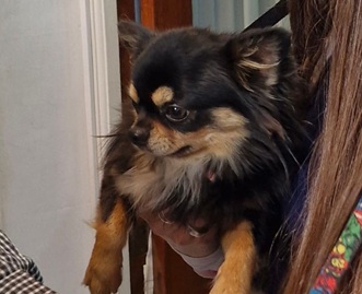 Ari