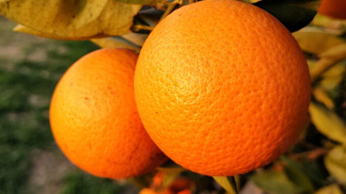 Naranjas 2 San Pedro