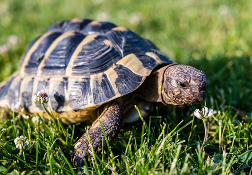 Tortuga Pixabay