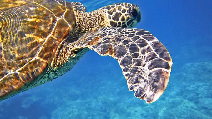Tortuga marina Pixabay