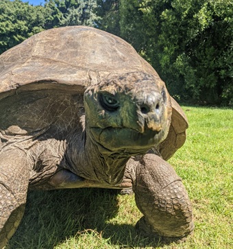 Tortuga Jonathan