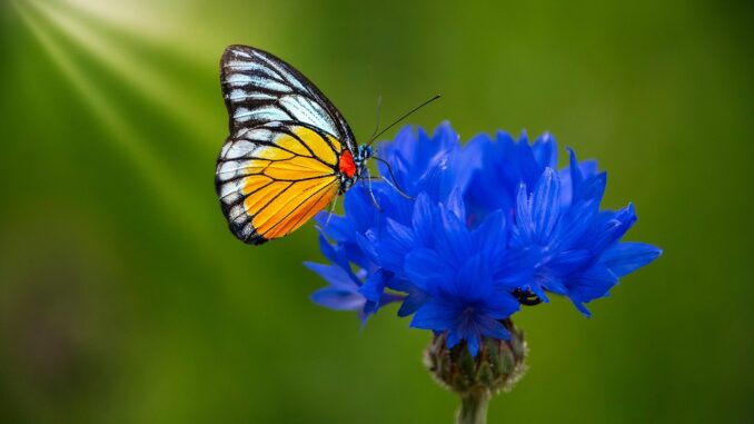 Flor Mariposa