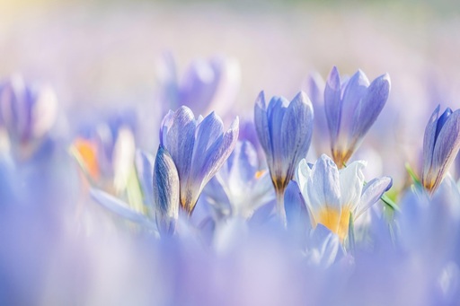 Flores Pixabay
