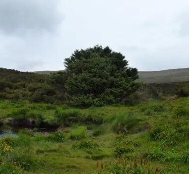 Árbol solo Nueva Zelanda