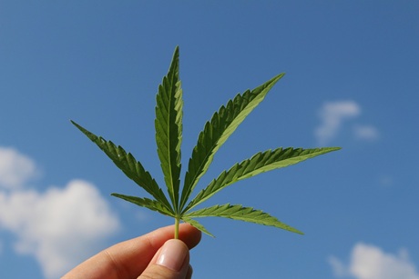 Mano Cannabis